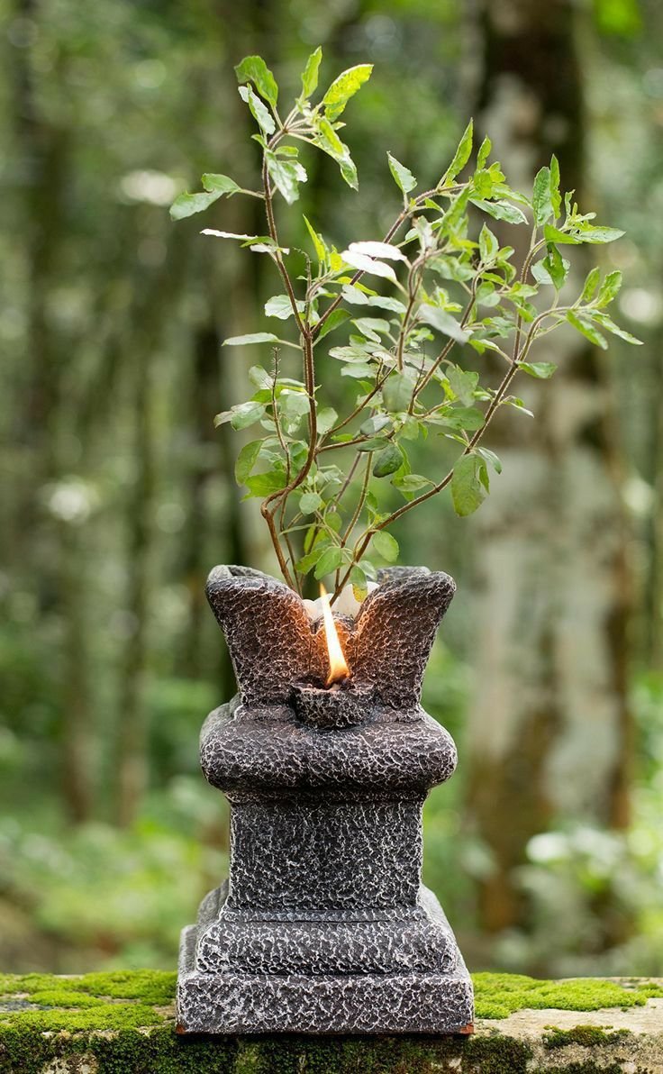 Krishna Tulsi (Purple)