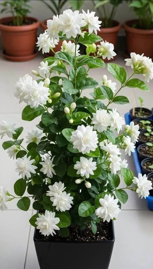 Flowering Beauties