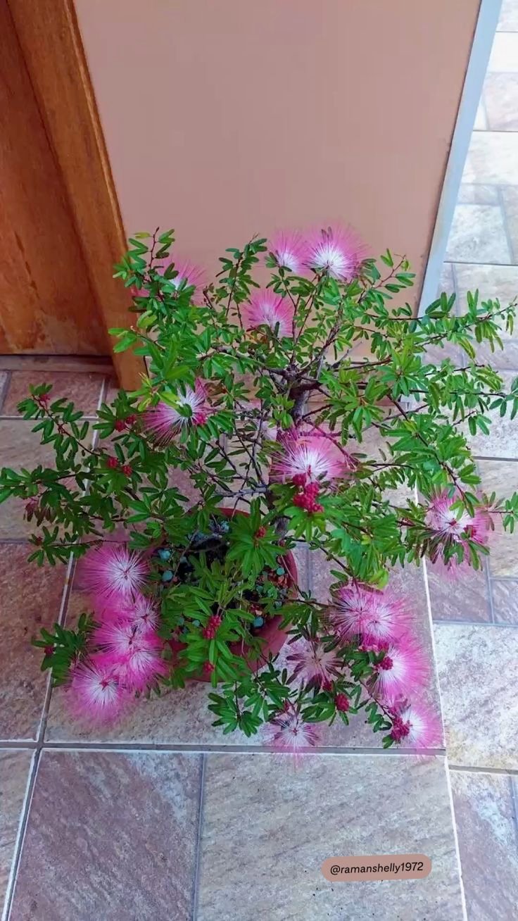 Shami Plant